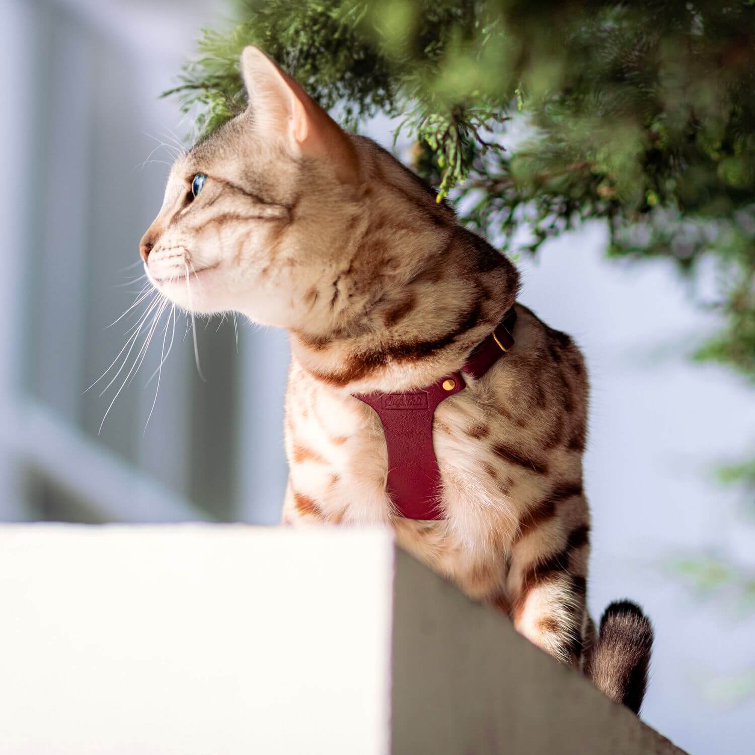 Leather Cat Harness – Burgundy