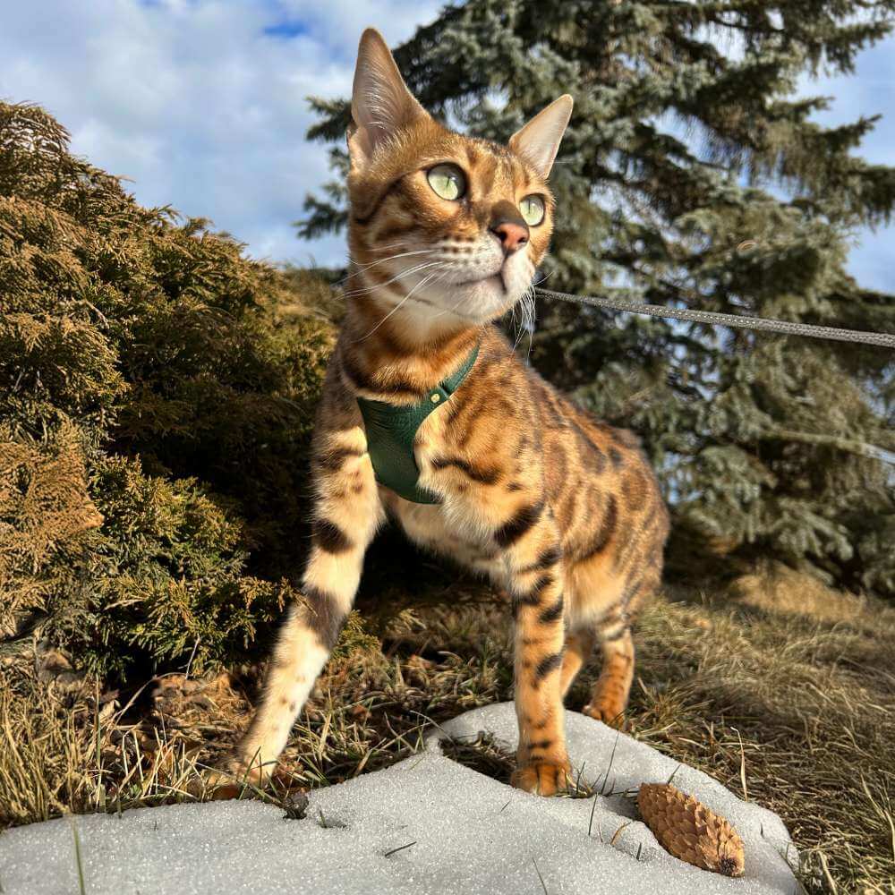 Leather Cat Harness – Emerald Green
