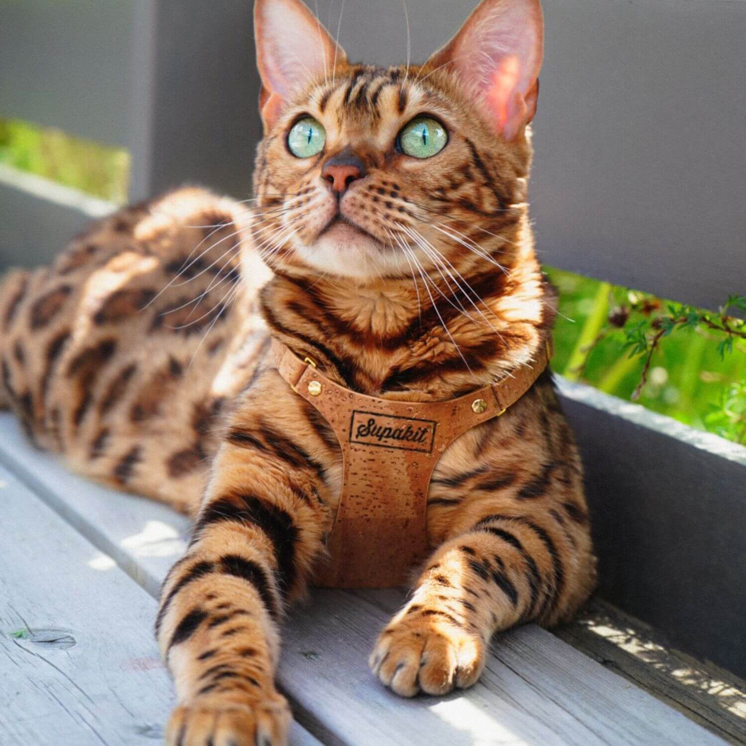 Cat Harness – Natural Vegan Cork