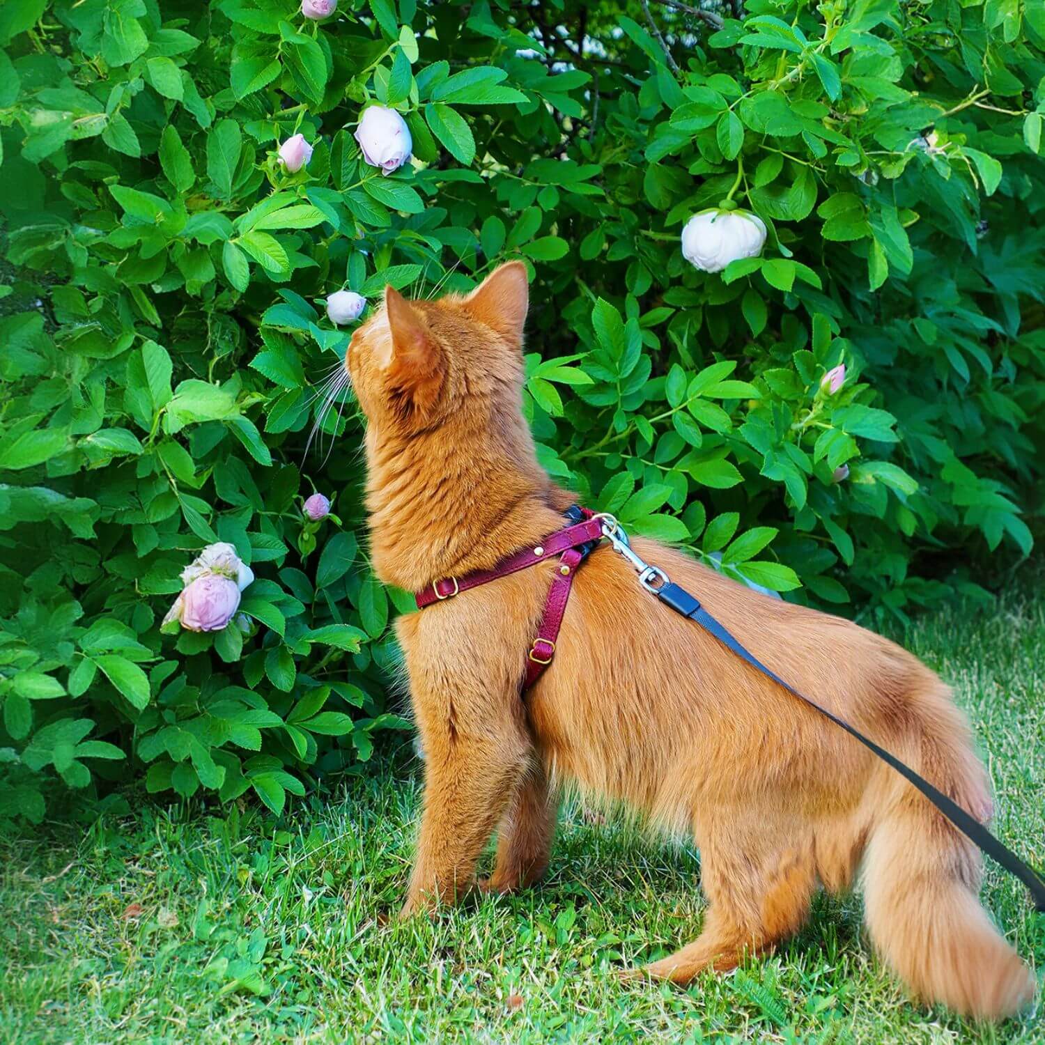 Leather Cat Harness – Burgundy