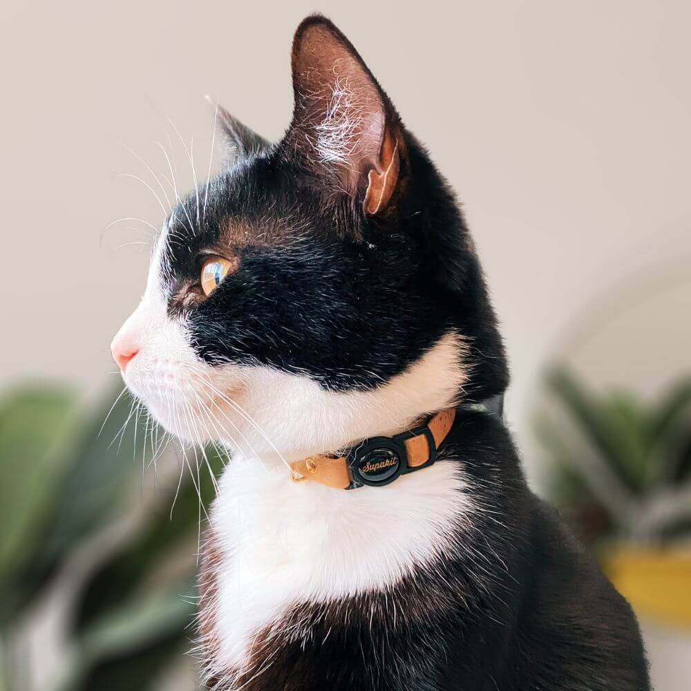 Leather Cat Collar - Mint Green