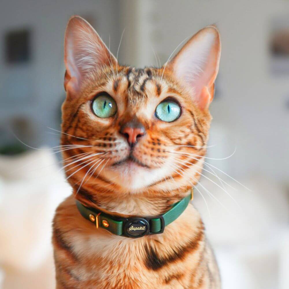 Leather Kitten Collar - Emerald Green