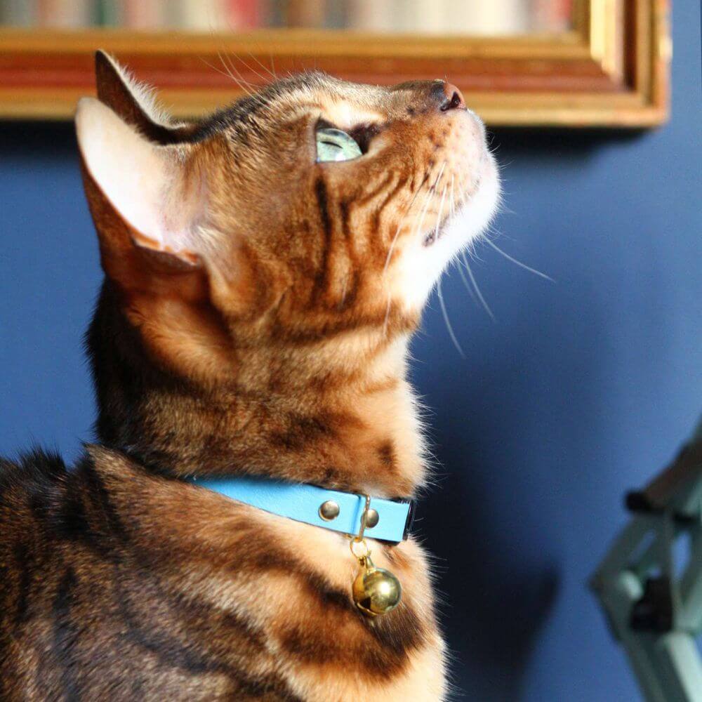 Leather Cat Collar - Azure Blue