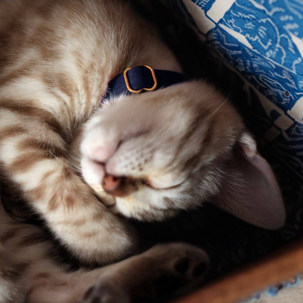 Leather Cat Collar - Burgundy