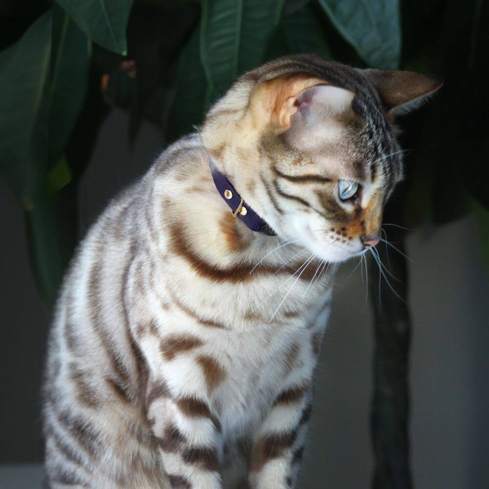 Leather Cat Collar - Black