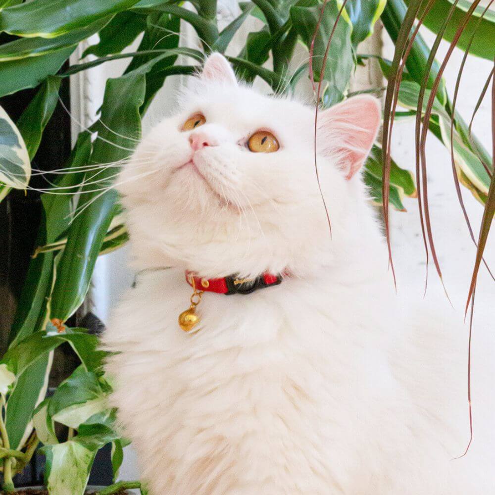 Leather Cat Collar - Scarlet Red