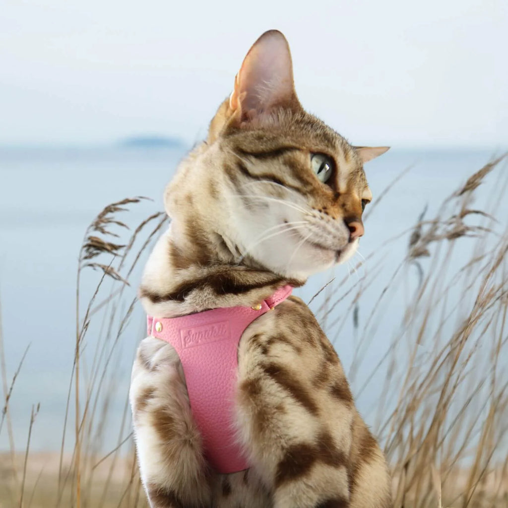 Leather Cat Harness – Rose Pink