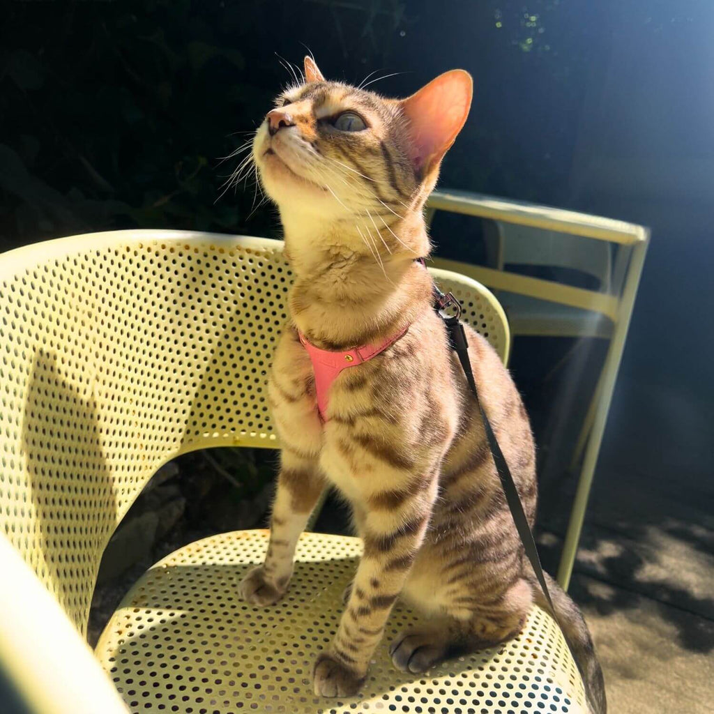 Leather Cat Harness – Rose Pink