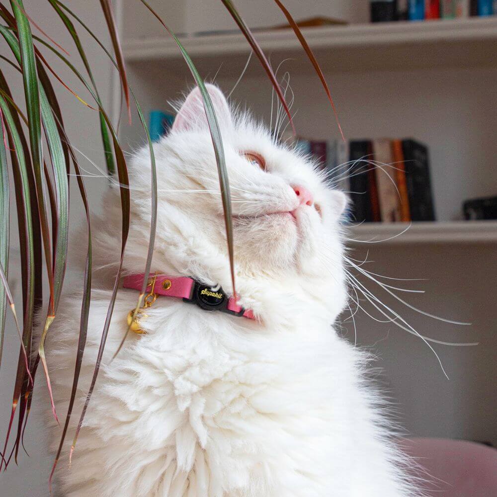 Leather Cat Collar - Rose Pink
