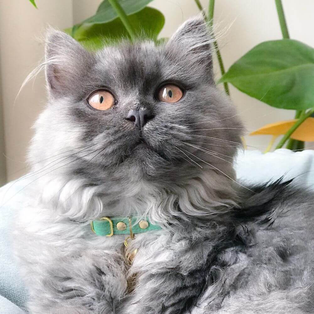 Leather Cat Collar - Mint Green