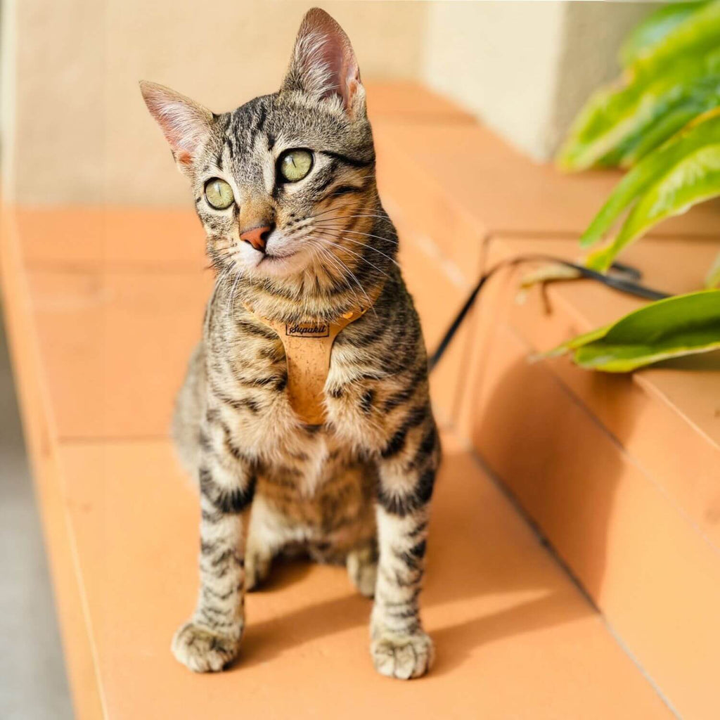 Cat Harness – Natural Vegan Cork