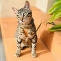 Cat Harness – Natural Vegan Cork