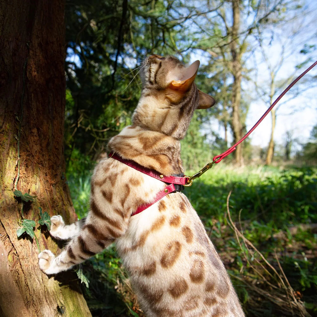 Cat Leash – Strawberry Vegan Cork