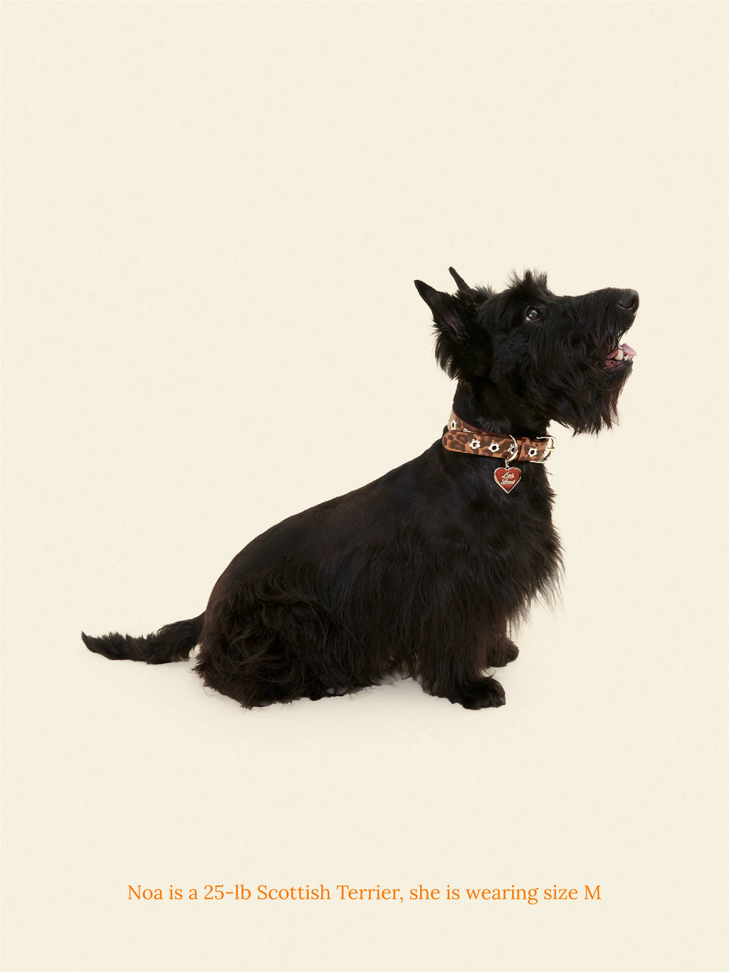 Cougar - Flower Power Collar
